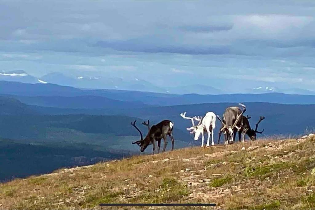 Mountain Cabin لوفسدالين المظهر الخارجي الصورة